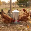 Abreuvoir poules à double paroi tôle galvanisée Gaun 12L
