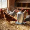 Abreuvoir Poules à Double Paroi en Tôle Galvanisée de 4 L