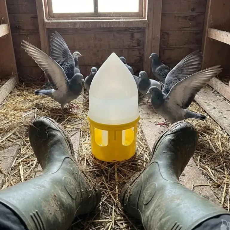 Abreuvoir siphoïde pour pigeons 5L