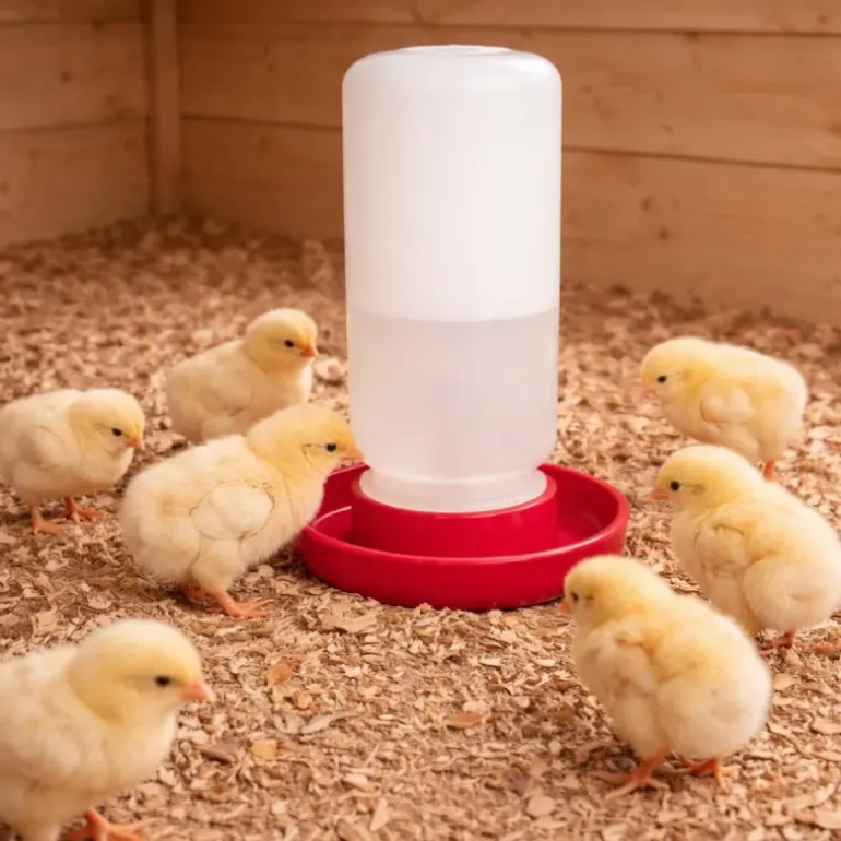 Abreuvoir siphoïde poussins et cailles 1 L fermeture à vis