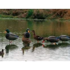 Appelant colvert mâle cou droit sur pied en acier