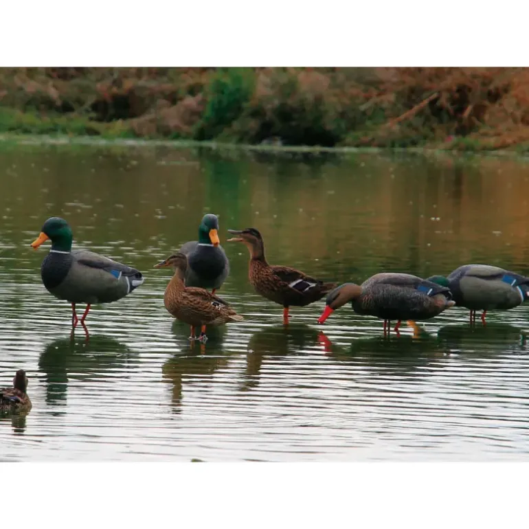 Appelant colvert mâle cou droit sur pied en acier