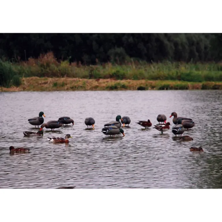 Appelant colvert mâle cou droit sur pied en acier