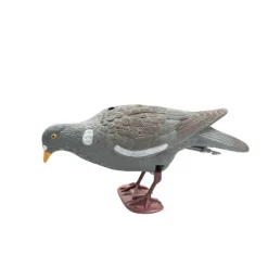 Appelant pigeon qui picore