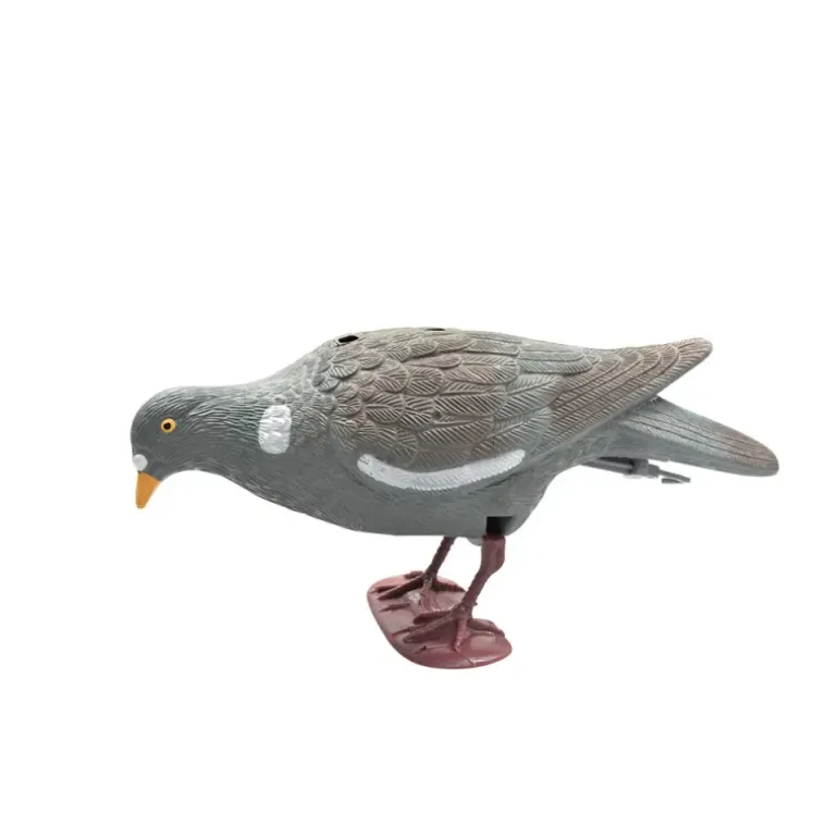 Appelant pigeon qui picore