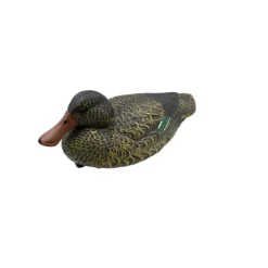 Appelant Souchet femelle HD 35 x 17cm