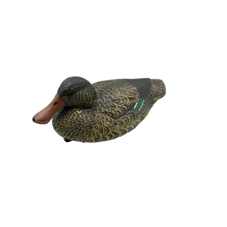 Appelant Souchet femelle HD 35 x 17cm