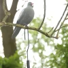 Contre-poids balancier pour Appelant Pigeon en acier 360g
