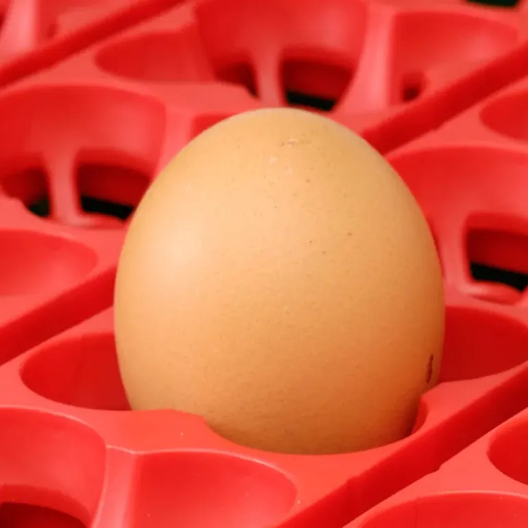 Couveuse Automatique 12 oeufs Biomaster Egg Tech 12
