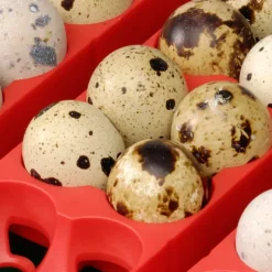 Couveuse semi automatique 24 oeufs River Systems Egg Tech 24