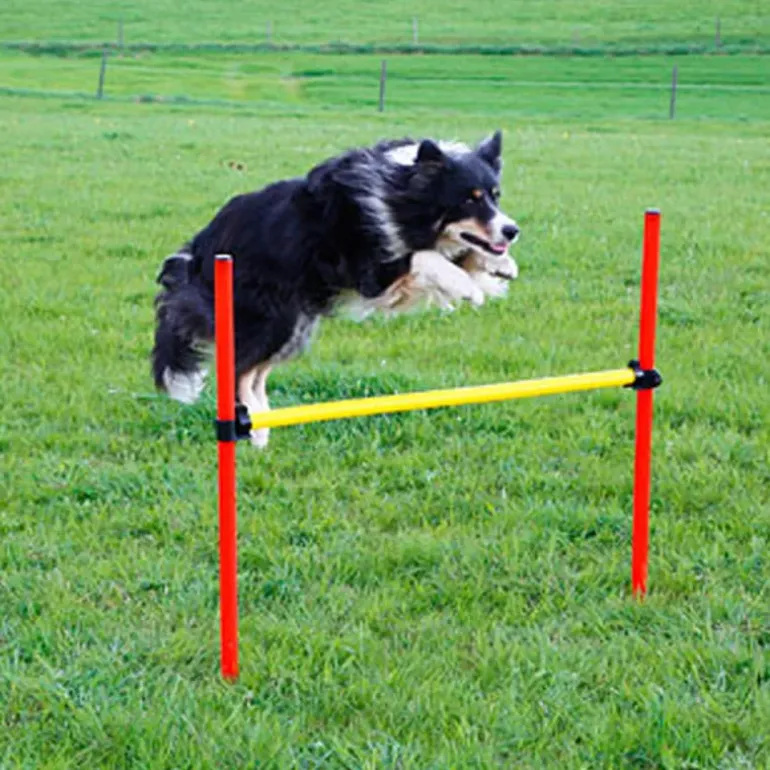 Kit complet d'agilité pour chien Agility en 3 parties