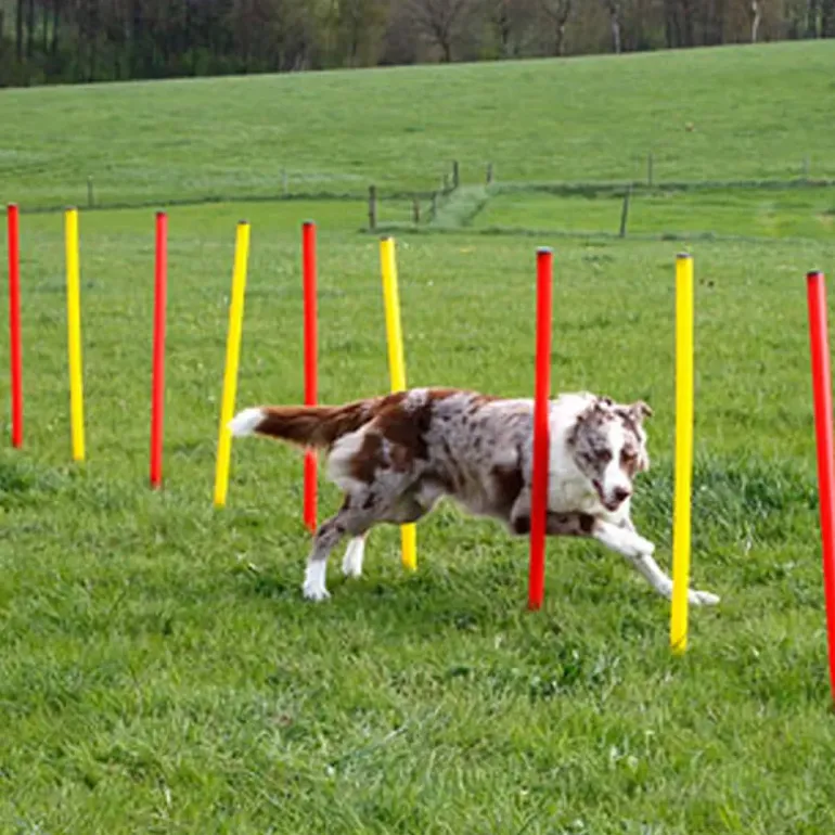 Kit complet d'agilité pour chien Agility en 3 parties