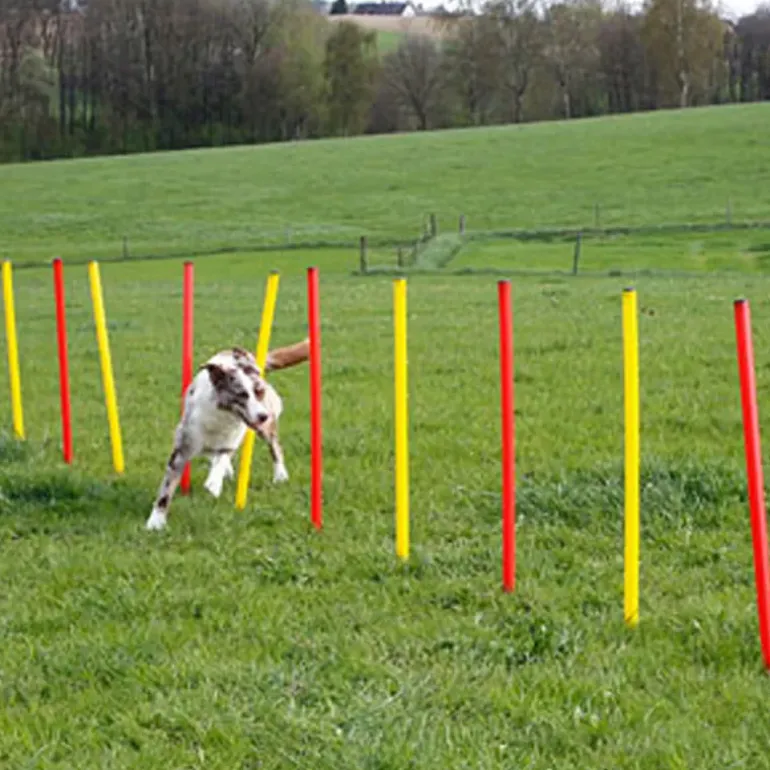 Kit complet d'agilité pour chien Agility en 3 parties