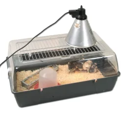 Kit de démarrage pour élevage de poussins