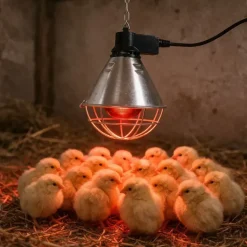 Kit de démarrage pour élevage de poussins