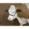 Licol de présentation Bovin + Longe