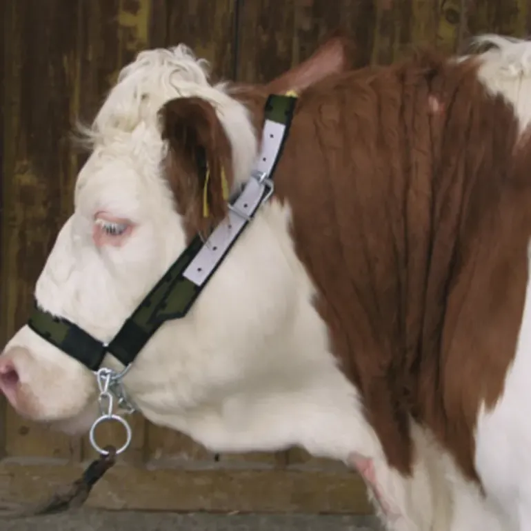 Licol pour vache avec gourmette