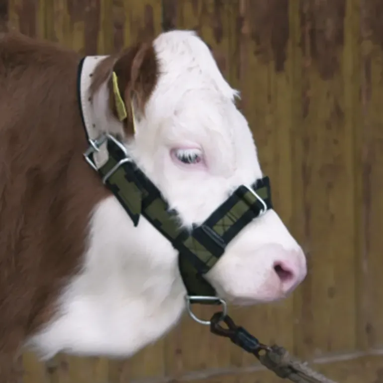 Licol pour veau réglable