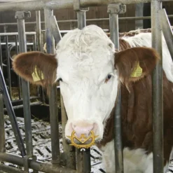 Lot de 2 anti-têteurs anti-bascule Müller veaux 3 tailles