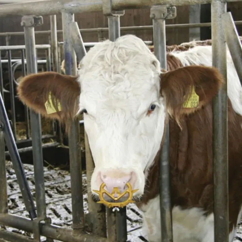 Lot de 2 anti-têteurs anti-bascule Müller veaux 3 tailles