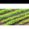 Lot de 4 Tunnels de protection pour potager maillé - 3 m