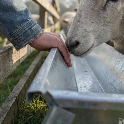 Mangeoire linéaire galvanisée moutons brebis chèvres
