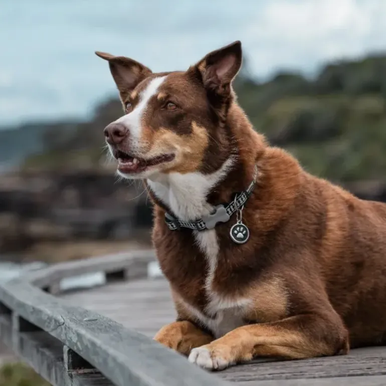 Médaille gravable pour chien - Ø 3 cm - Acier inoxydable RedDingo
