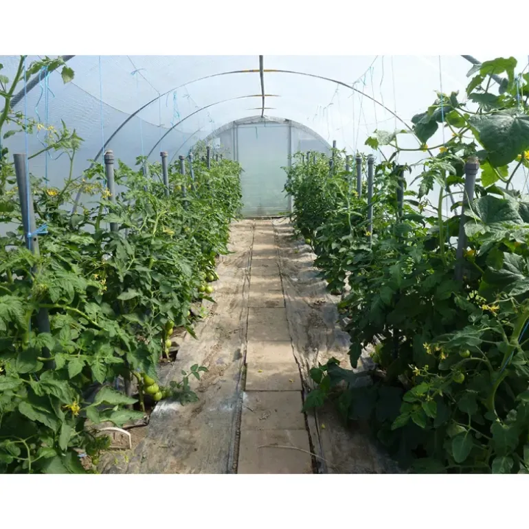 Mini serre de jardin avec aération Largeur 3.70 m