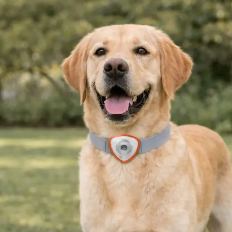 Répulsif électronique anti tiques et puces pour chien et chats orange