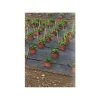Toile de paillage perforé pour fruits et légumes largeur 1,30m (au mètre)