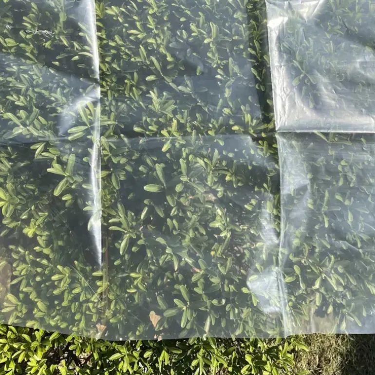 Voile de croissance semi-transparent 2,5x10m pour protection des cultures